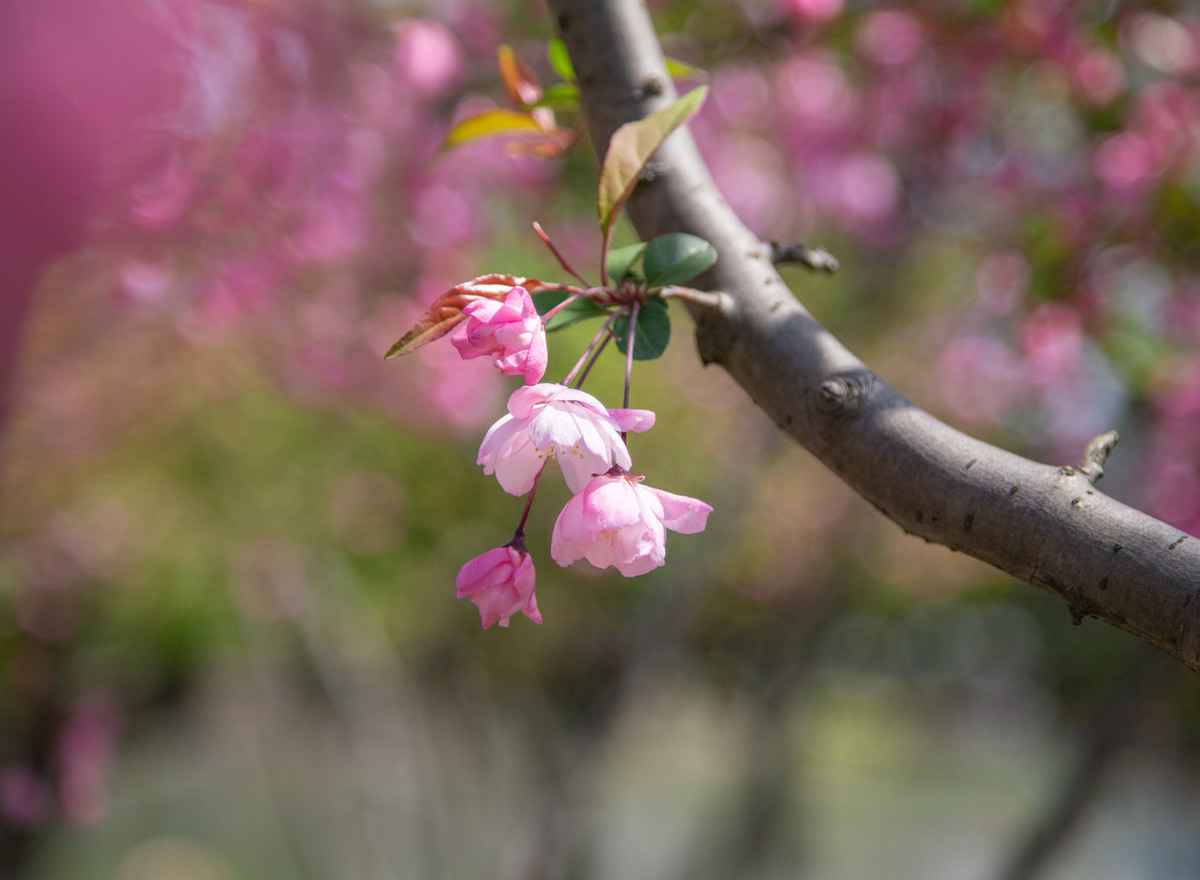 描写倒春寒的诗句有什么（春寒陈与义赏析主要内容） 第11张