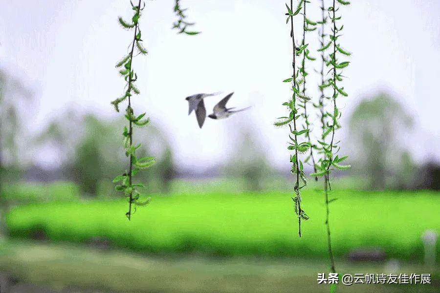 咏春的诗句有哪些（关于咏春的诗句古诗） 第9张