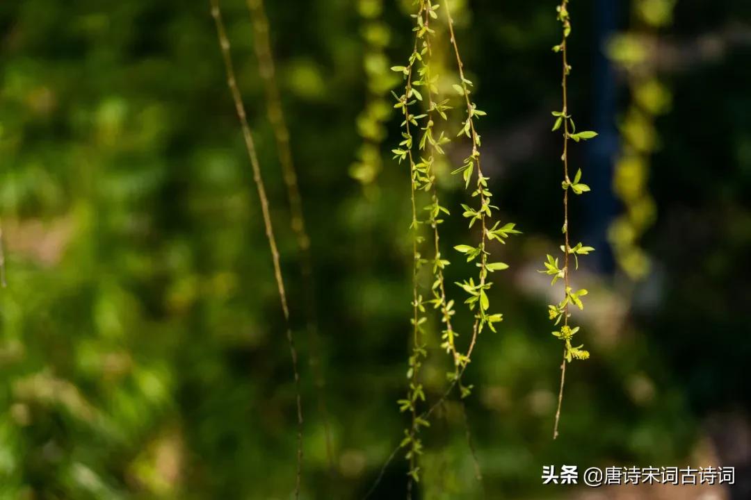 初春的句子说说心情（描写初春的句子分享） 第1张