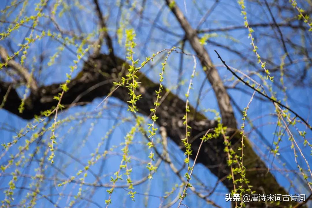 初春的句子说说心情（描写初春的句子分享） 第3张
