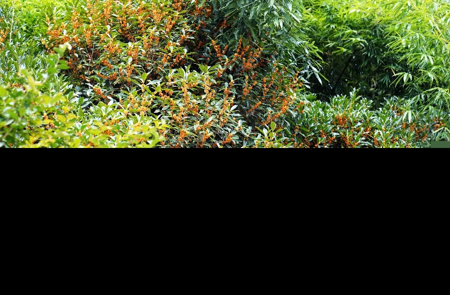 桂花描写的优美段落（描写桂花香的优美句子） 第21张