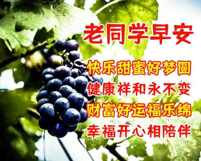 给同学的祝福语（写给同学的新年祝福语简短） 第11张