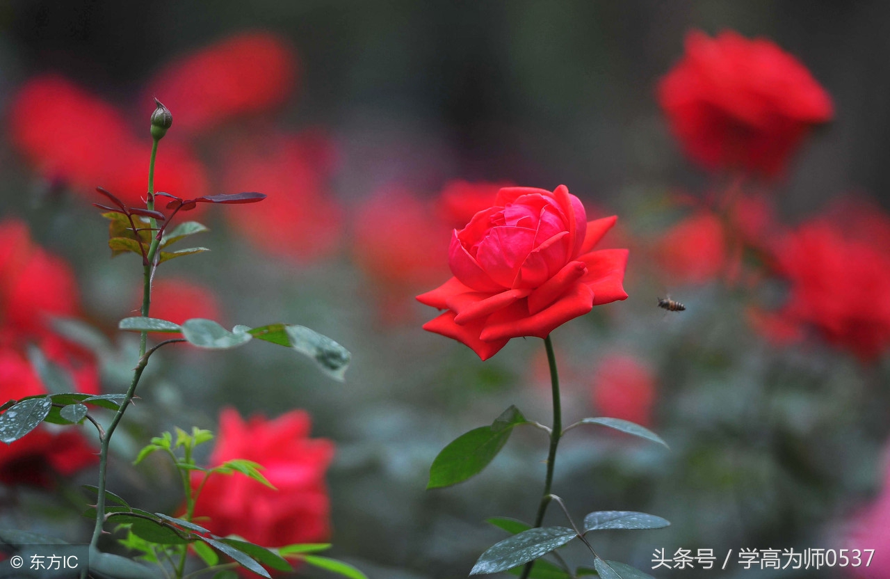 带有花的古诗大全（赞美花的优美诗句） 第5张