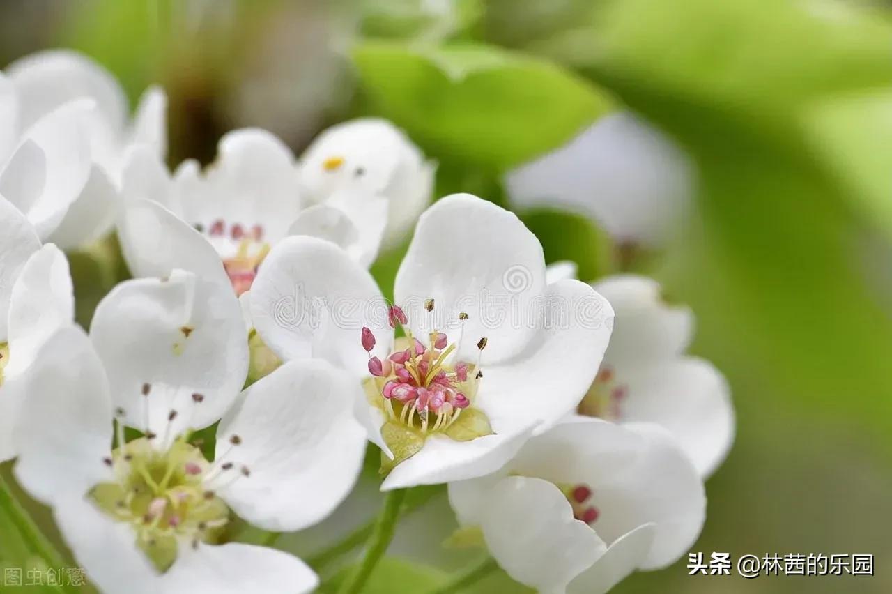 描写春雨的诗句有哪些（赞美春雨的诗词欣赏） 第5张