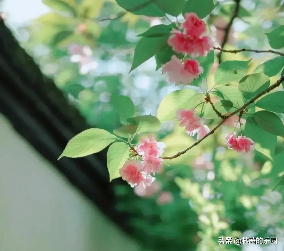 描写春雨的诗句有哪些（赞美春雨的诗词欣赏） 第9张