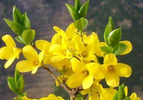迎春花古诗大全（赞美迎春花的优美诗句） 第3张