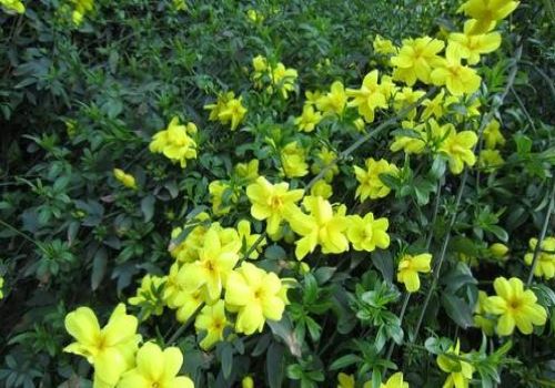 迎春花古诗大全（赞美迎春花的优美诗句） 第5张