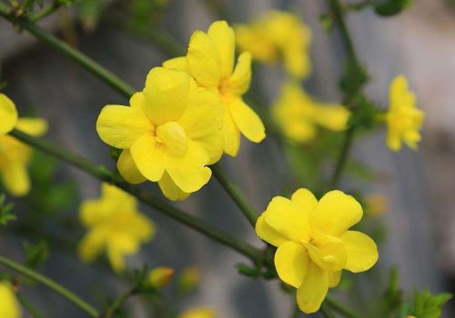 迎春花古诗大全（赞美迎春花的优美诗句） 第7张