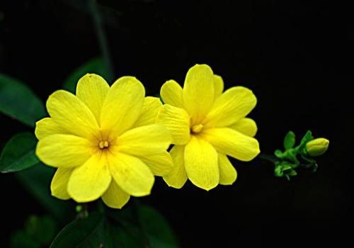 迎春花古诗大全（赞美迎春花的优美诗句） 第11张
