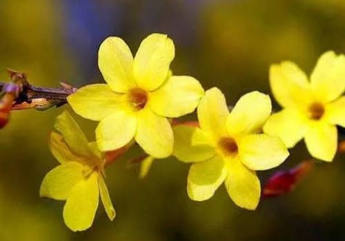 迎春花古诗大全（赞美迎春花的优美诗句） 第13张