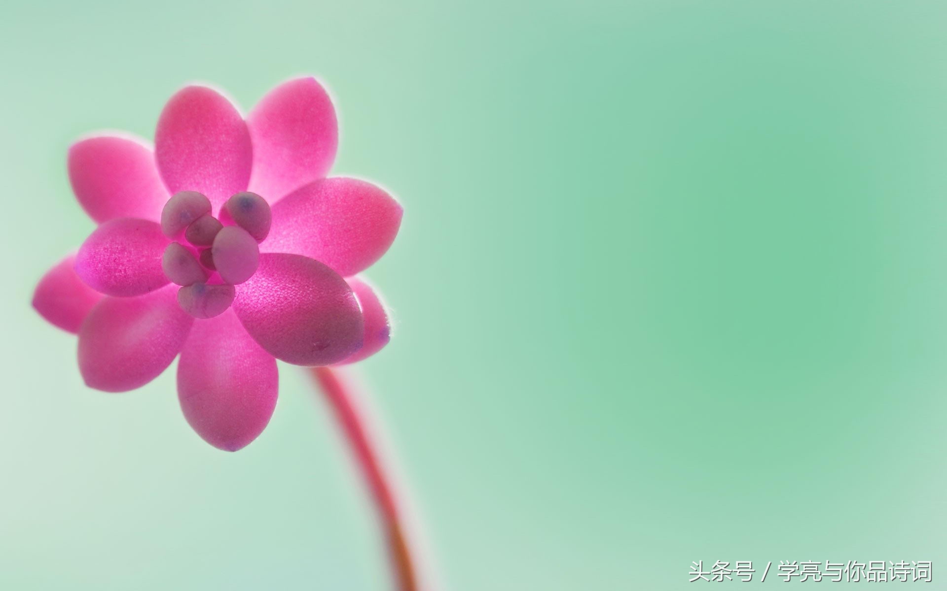 描写二月的诗句古诗（二月美好的诗句鉴赏） 第5张