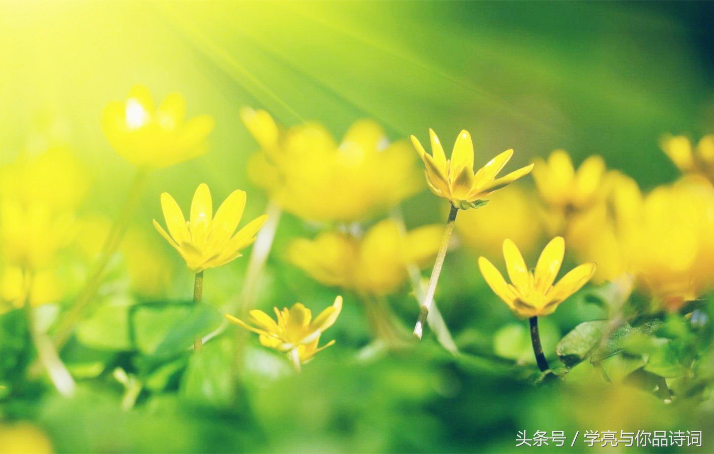 描写二月的诗句古诗（二月美好的诗句鉴赏） 第7张