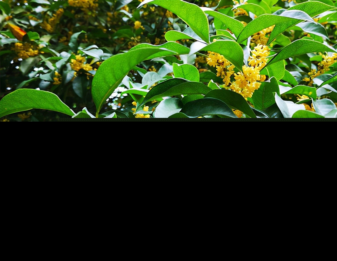 桂花文案短句（桂花飘香的唯美句子） 第1张