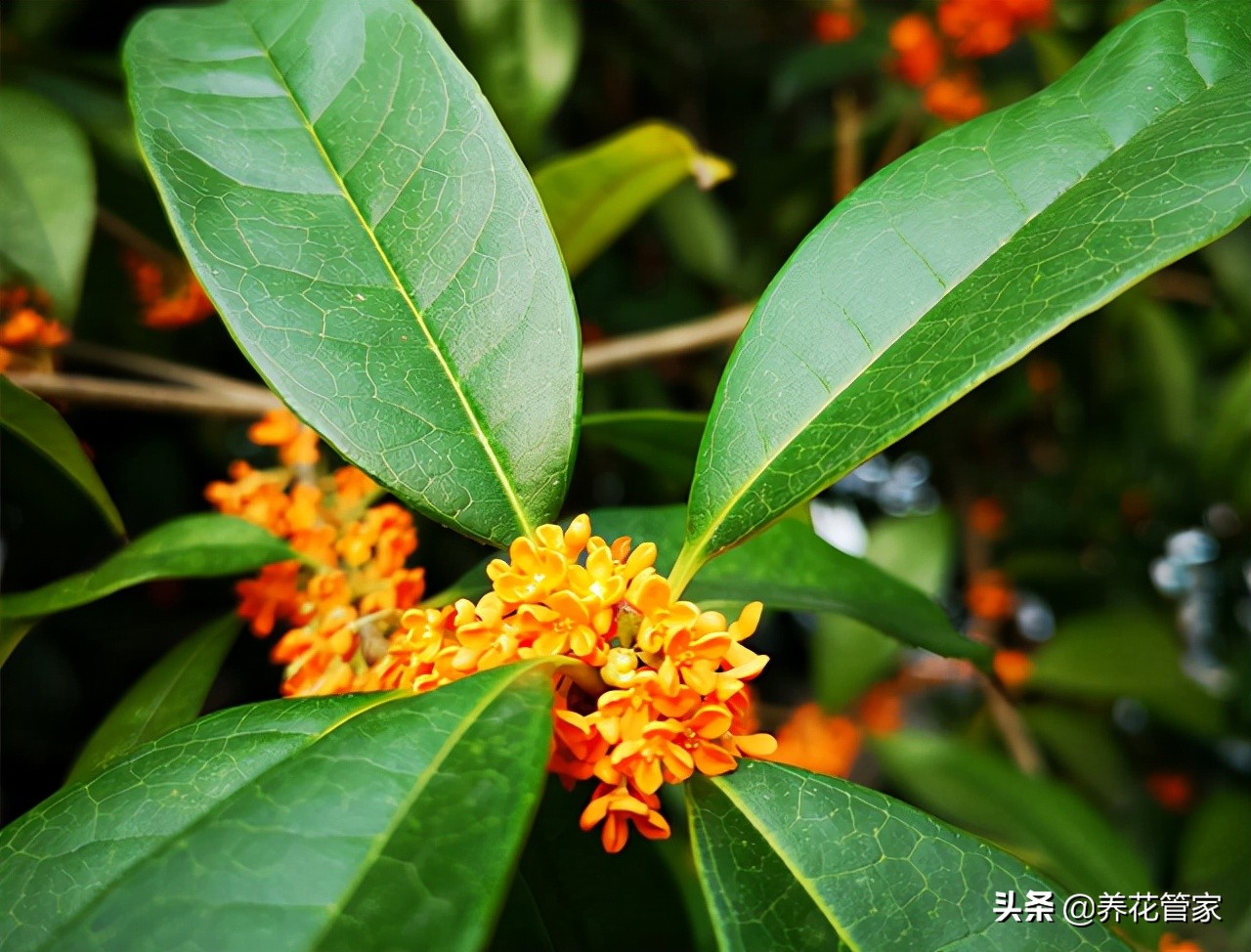 桂花文案短句（桂花飘香的唯美句子） 第3张