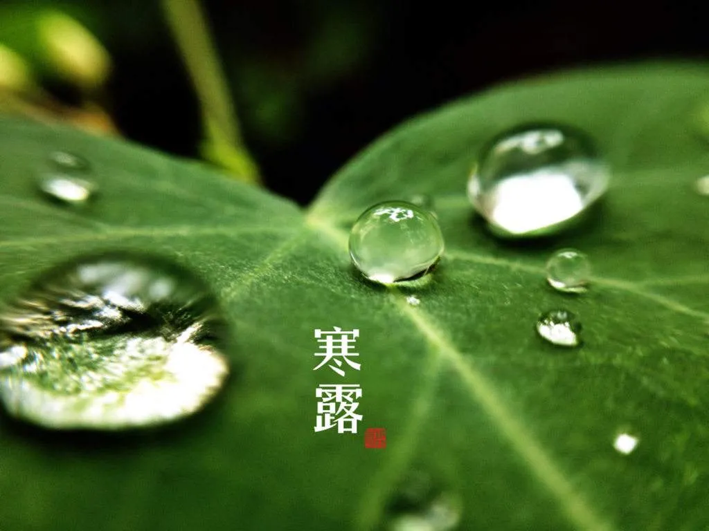 寒露问候语（寒露祝福语大全简短） 第9张