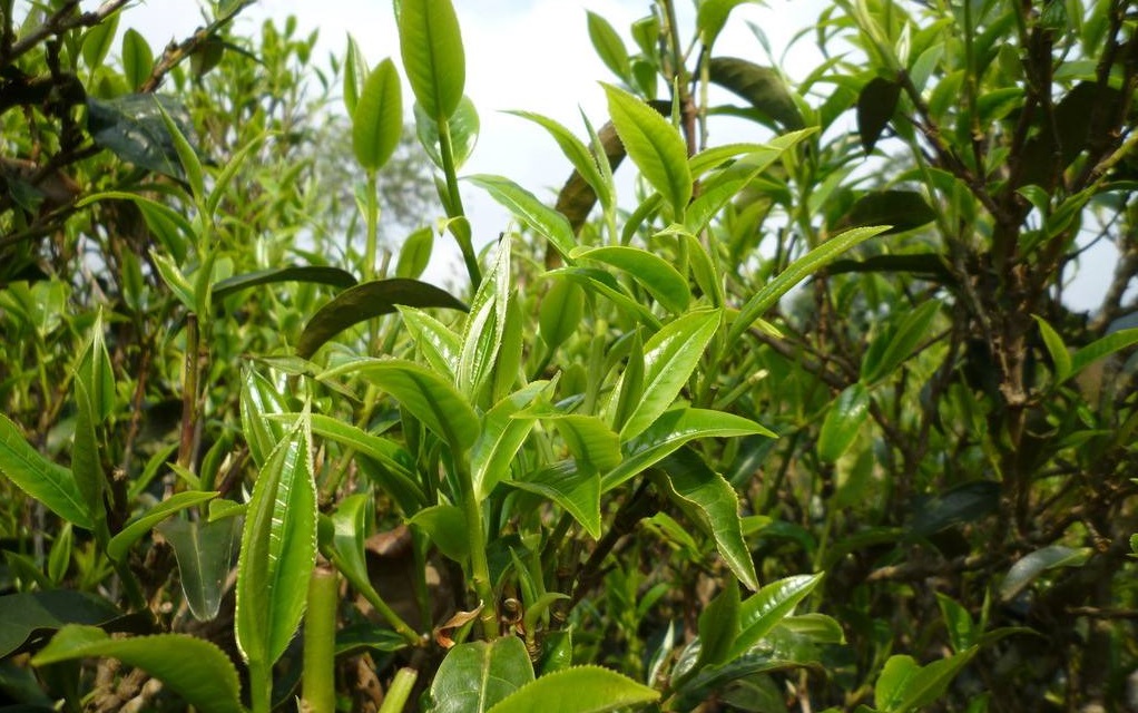 卖茶叶卖出新模式！一分成本没花，就收回了三千多万的现金 第5张