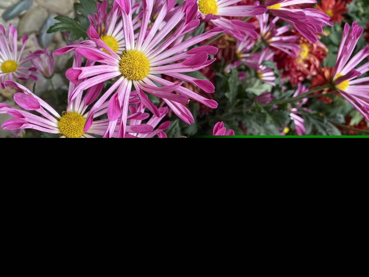 关于菊花的诗句有哪些（赞美菊花的古诗词） 第7张