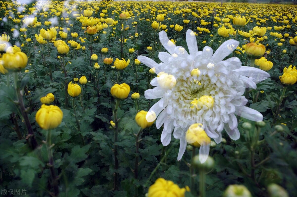 关于菊花的诗句有哪些（赞美菊花的古诗词） 第15张