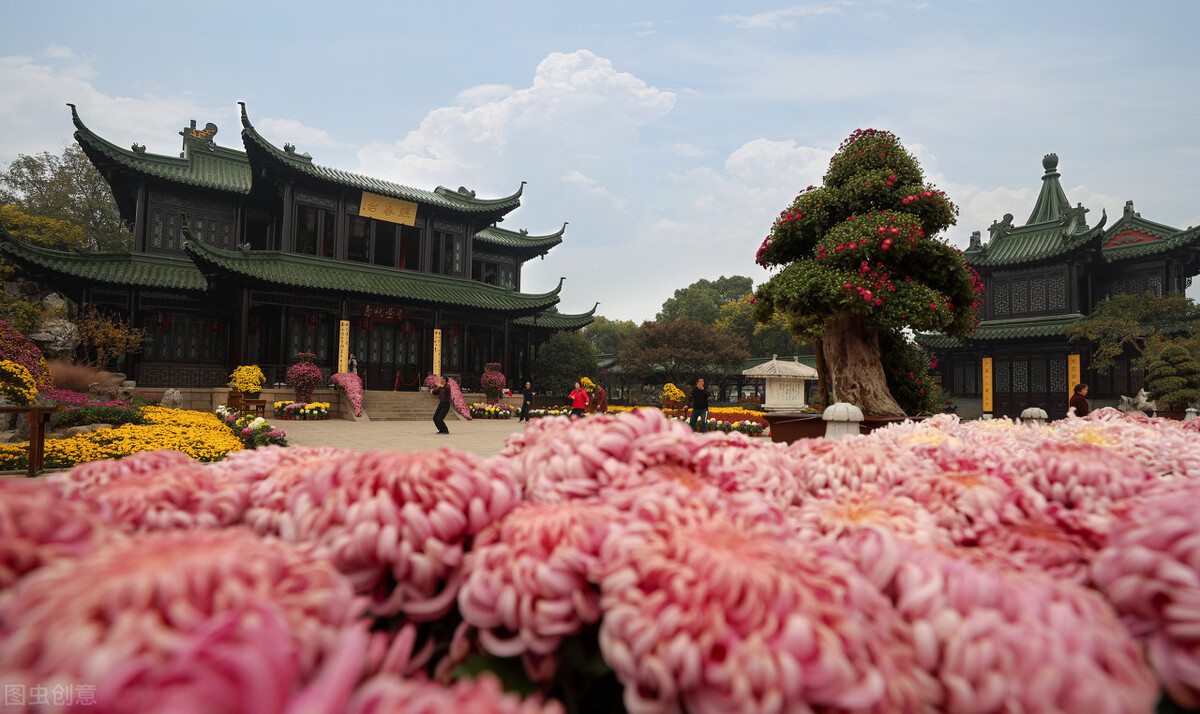 关于菊花的诗句有哪些（赞美菊花的古诗词） 第21张