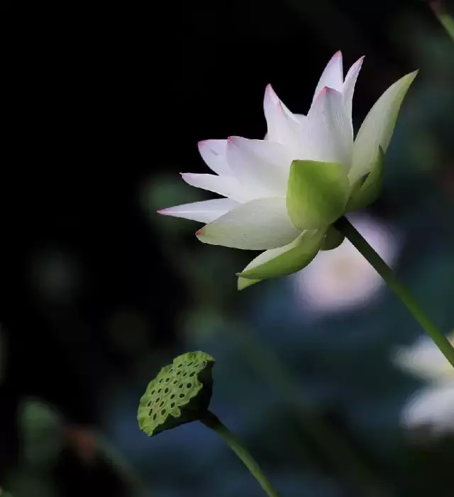 描写夏至的唯美诗句（关于夏至的优美诗句欣赏） 第11张
