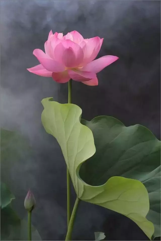 描写夏至的唯美诗句（关于夏至的优美诗句欣赏） 第15张