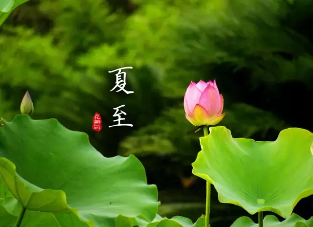 描写夏至的唯美诗句（关于夏至的优美诗句欣赏） 第17张
