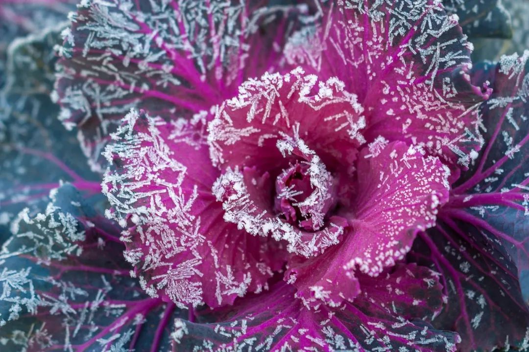 霜降诗句赏析（关于描写霜降时节的诗） 第15张