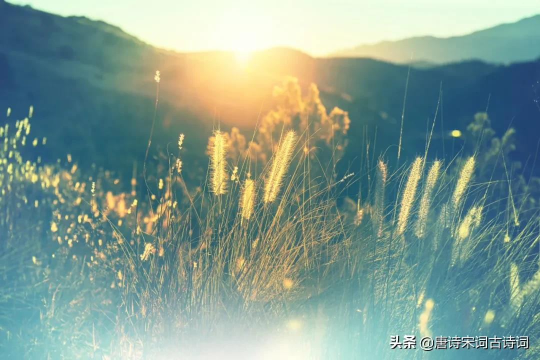 赞美小草的诗句古诗大全（赞美小草的经典诗句） 第9张