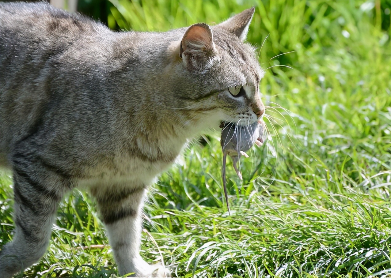 “抓老鼠”最好的5种猫咪，家里养一只，老鼠自动搬家 第11张
