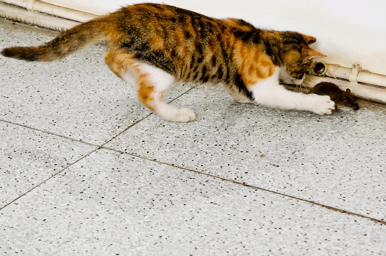 “抓老鼠”最好的5种猫咪，家里养一只，老鼠自动搬家 第9张