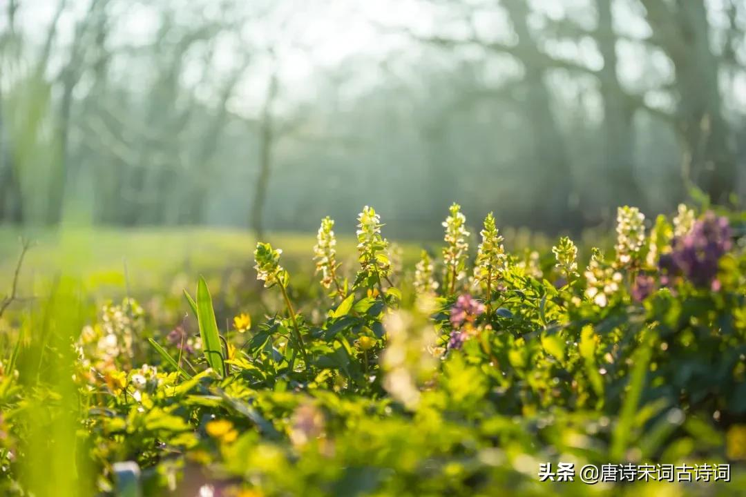 赞美小草的诗句古诗大全（赞美小草的经典诗句） 第7张