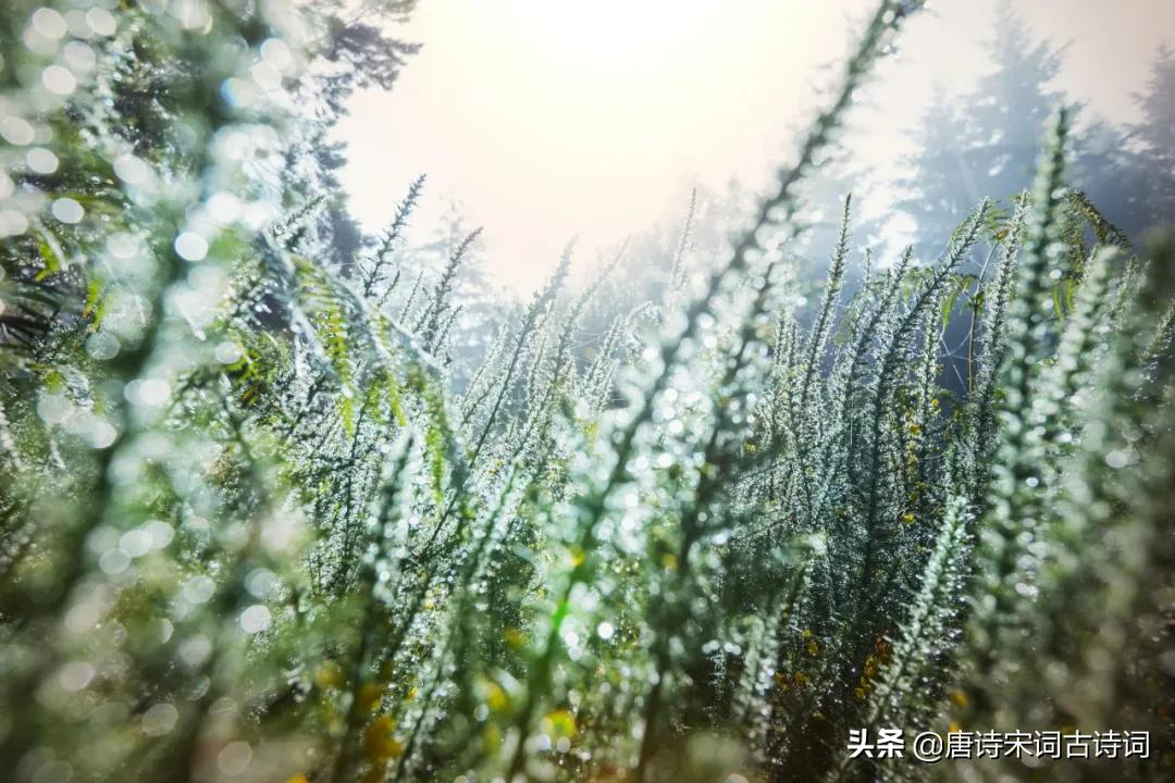 赞美小草的诗句古诗大全（赞美小草的经典诗句） 第11张