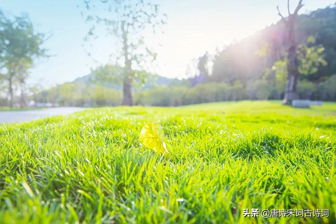 赞美小草的诗句古诗大全（赞美小草的经典诗句） 第3张