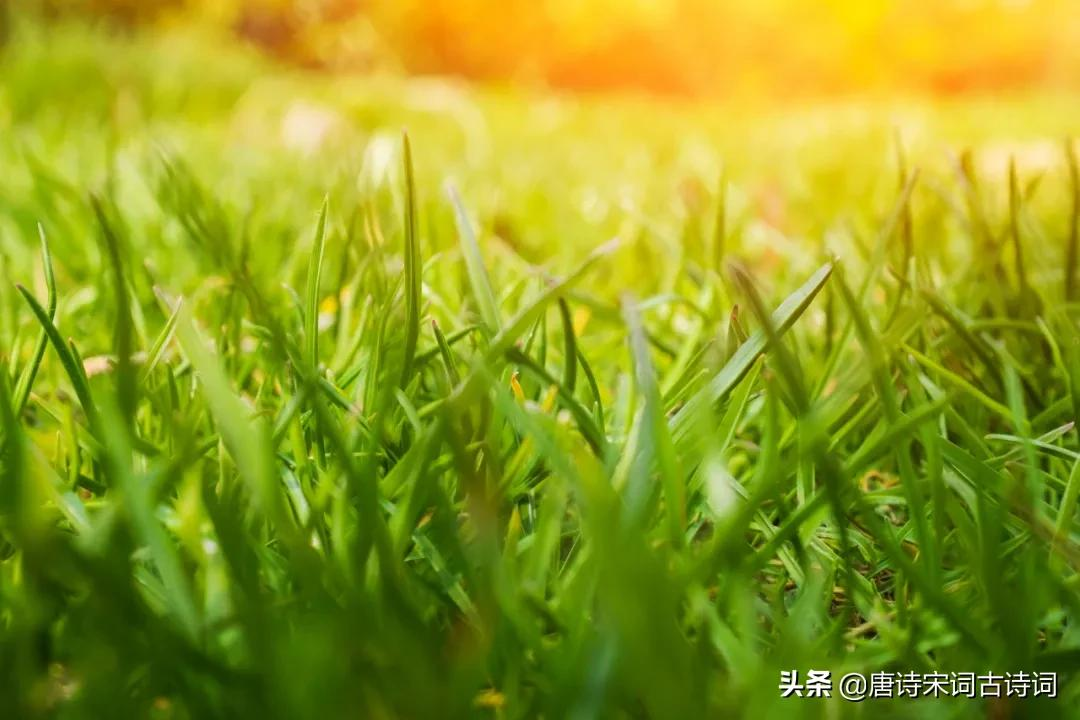 赞美小草的诗句古诗大全（赞美小草的经典诗句） 第1张