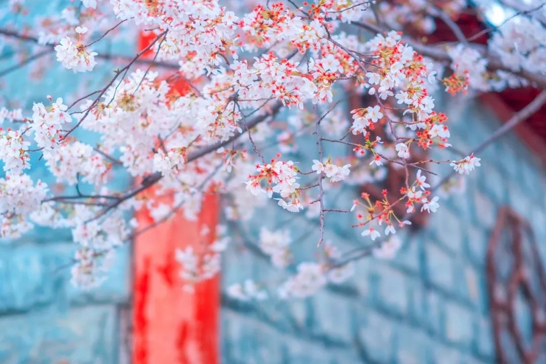 描写春花的诗句（关于春花的古诗词欣赏） 第1张