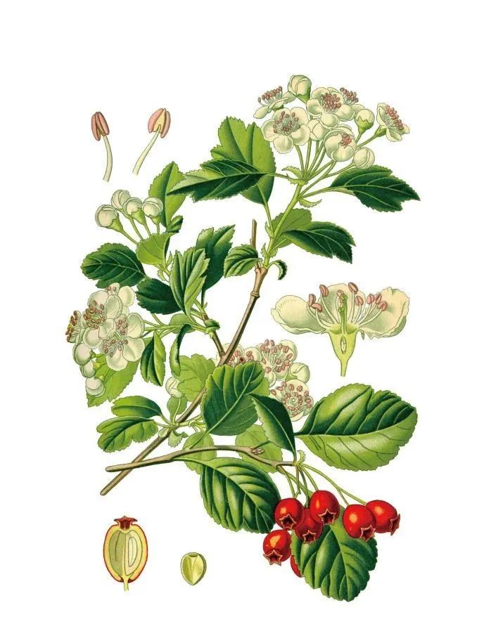 有关植物的诗歌有哪些（描写植物的现代诗歌） 第1张