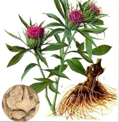 有关植物的诗歌有哪些（描写植物的现代诗歌） 第11张