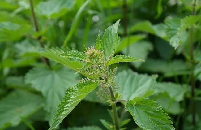 有关植物的诗歌有哪些（描写植物的现代诗歌） 第15张