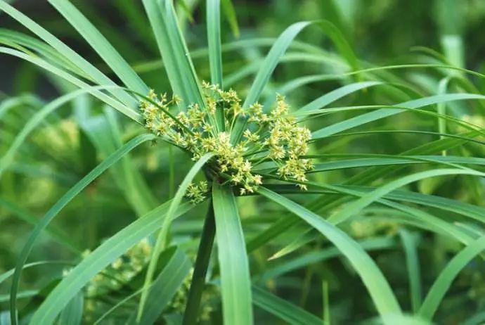 有关植物的诗歌有哪些（描写植物的现代诗歌） 第19张