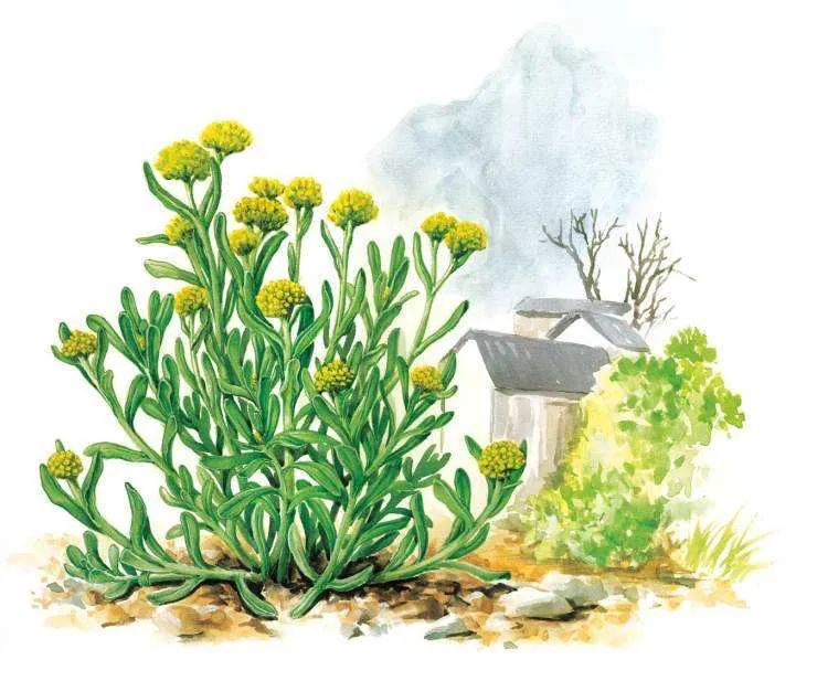 有关植物的诗歌有哪些（描写植物的现代诗歌） 第29张