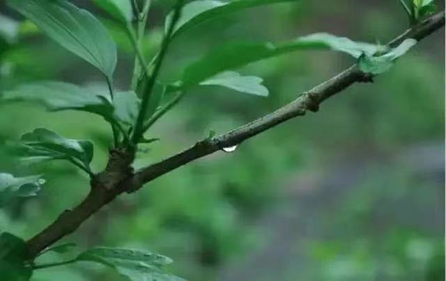 绝句僧志南古诗（苏轼绝句原文和翻译） 第33张