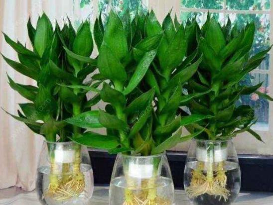 水养富贵竹发黄怎么办（分享富贵竹黄叶补救方法） 第7张