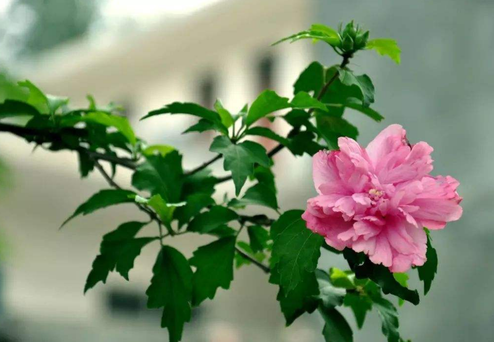 木槿花花语是什么（木槿花的含义象征） 第5张