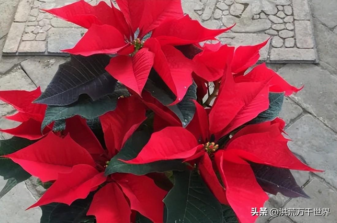 圣诞花的花语和寓意（浅谈圣诞花的象征意义） 第5张