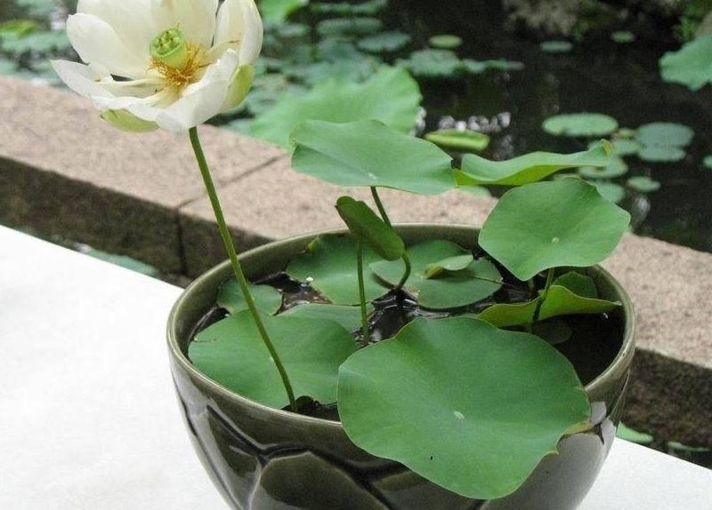 睡莲怎么栽种盆栽（盆栽睡莲种植技术） 第5张