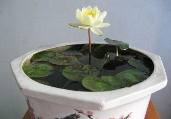 睡莲怎么栽种盆栽（盆栽睡莲种植技术） 第3张