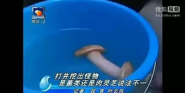女记者太岁事件什么梗？都市快报女记者跟太岁是什么梗? 第65张