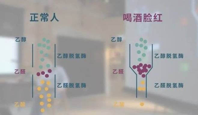 一喝酒就脸红反而“不能喝”！这篇告诉你为什么？ 第1张