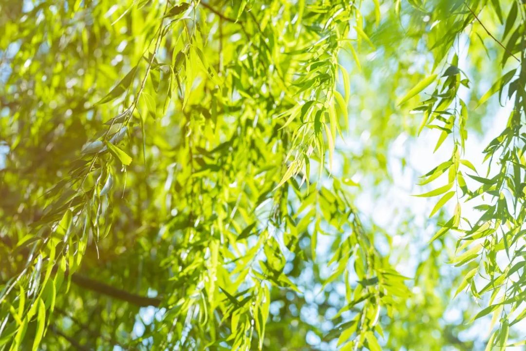 植树的古诗有哪些（关于种树的诗句古诗词） 第1张