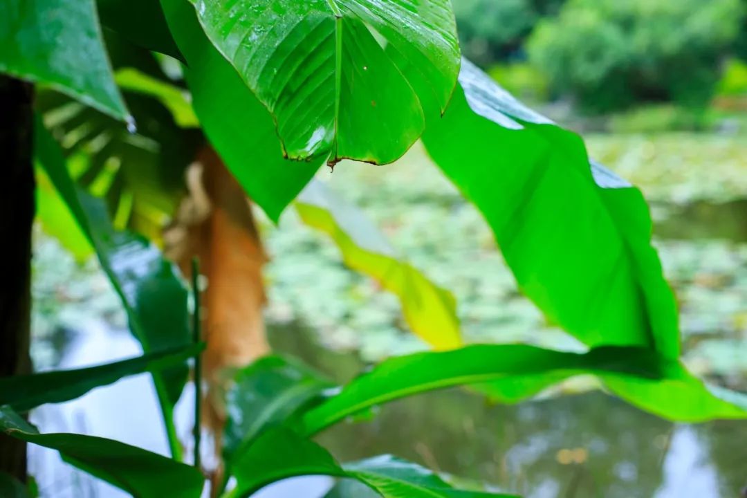 植树的古诗有哪些（关于种树的诗句古诗词） 第11张